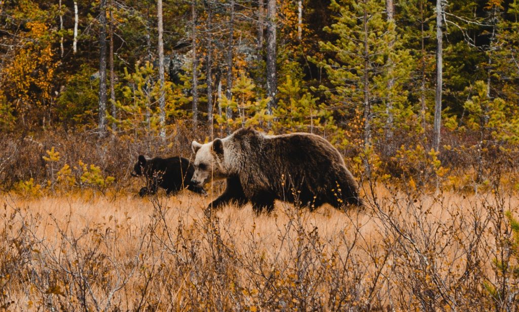 beren-fotograferen-finland