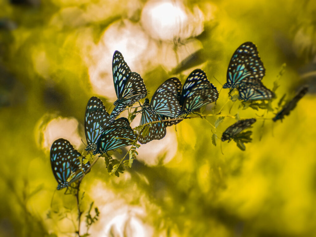vlindertuin-in-kuala-lumpur