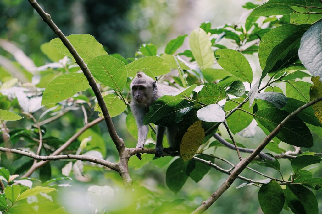 panama-monkey-island