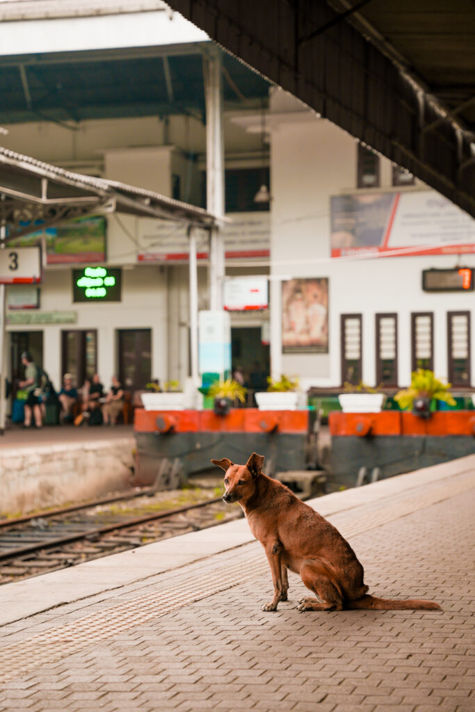 treinreis-kandy