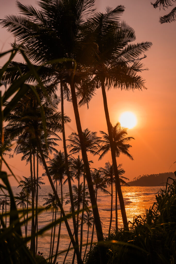 coconut-tree-hill-mirissa