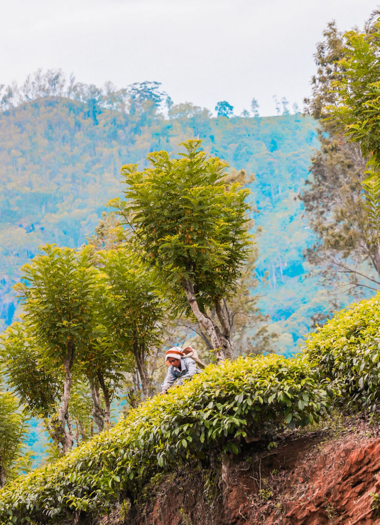 tips-ella-sri-lanka