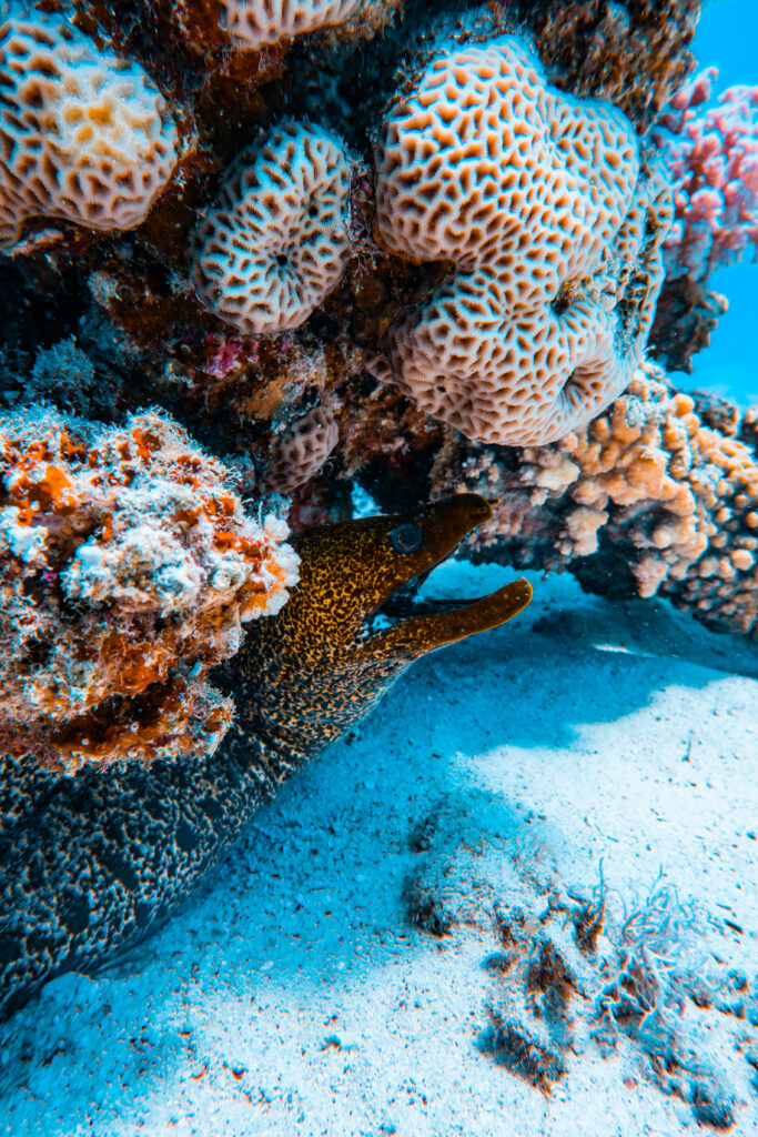 snorkelen-in-marsa-alam