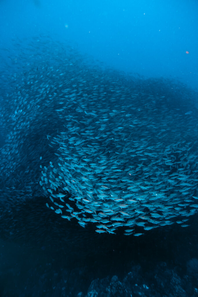 snorkelplekken-op-bonaire