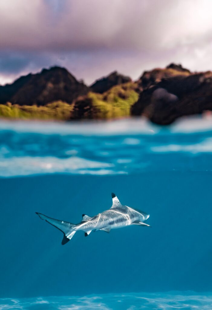moorea-frans-polynesie