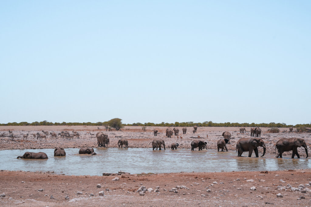 etosha-national-park