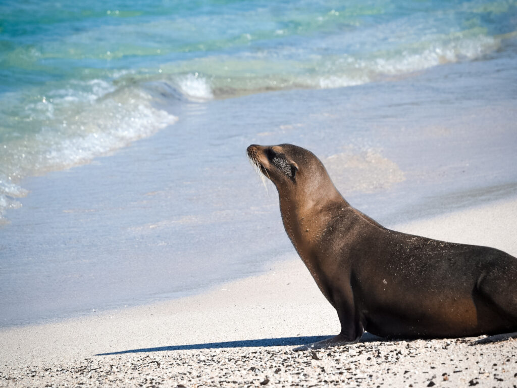 San Cristóbal, Galapagos Eilanden