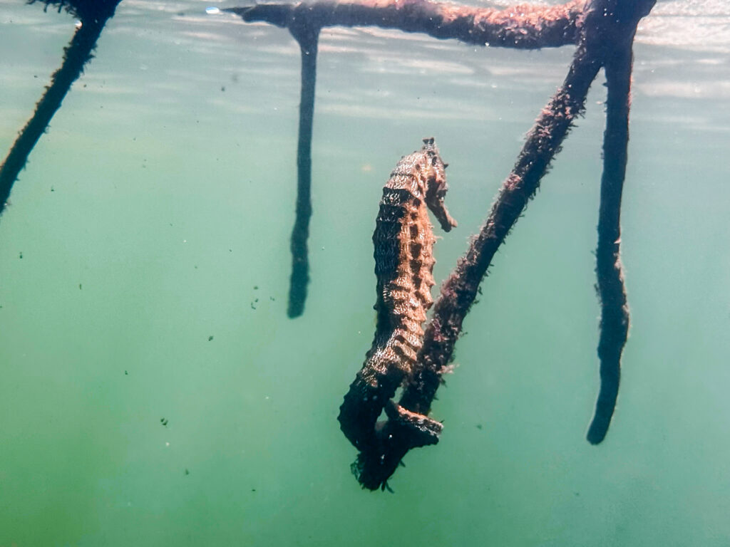 zeepaardjes Galapagos Eilanden
