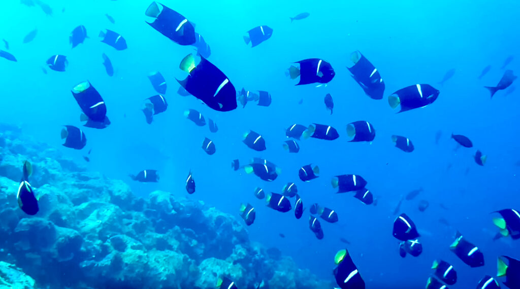 Snorkelen rondom San Cristóbal, Galapagos Eilanden