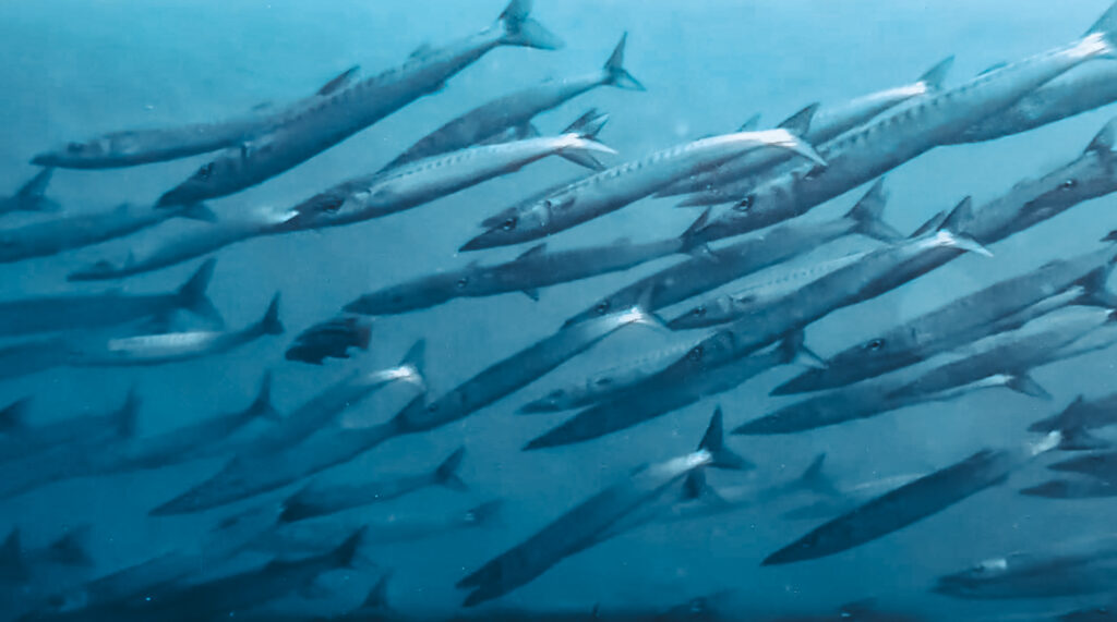 Duiken rondom San Cristóbal, Galapagos Eilanden