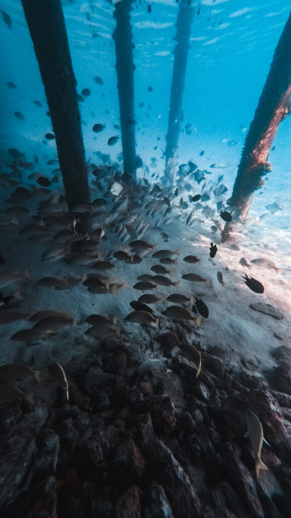 snorkelen rondom Dhangethi, Malediven