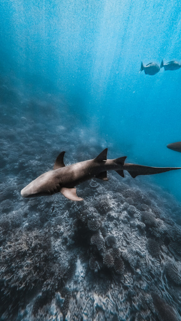 Mahibadhoo Nurse Shark Point