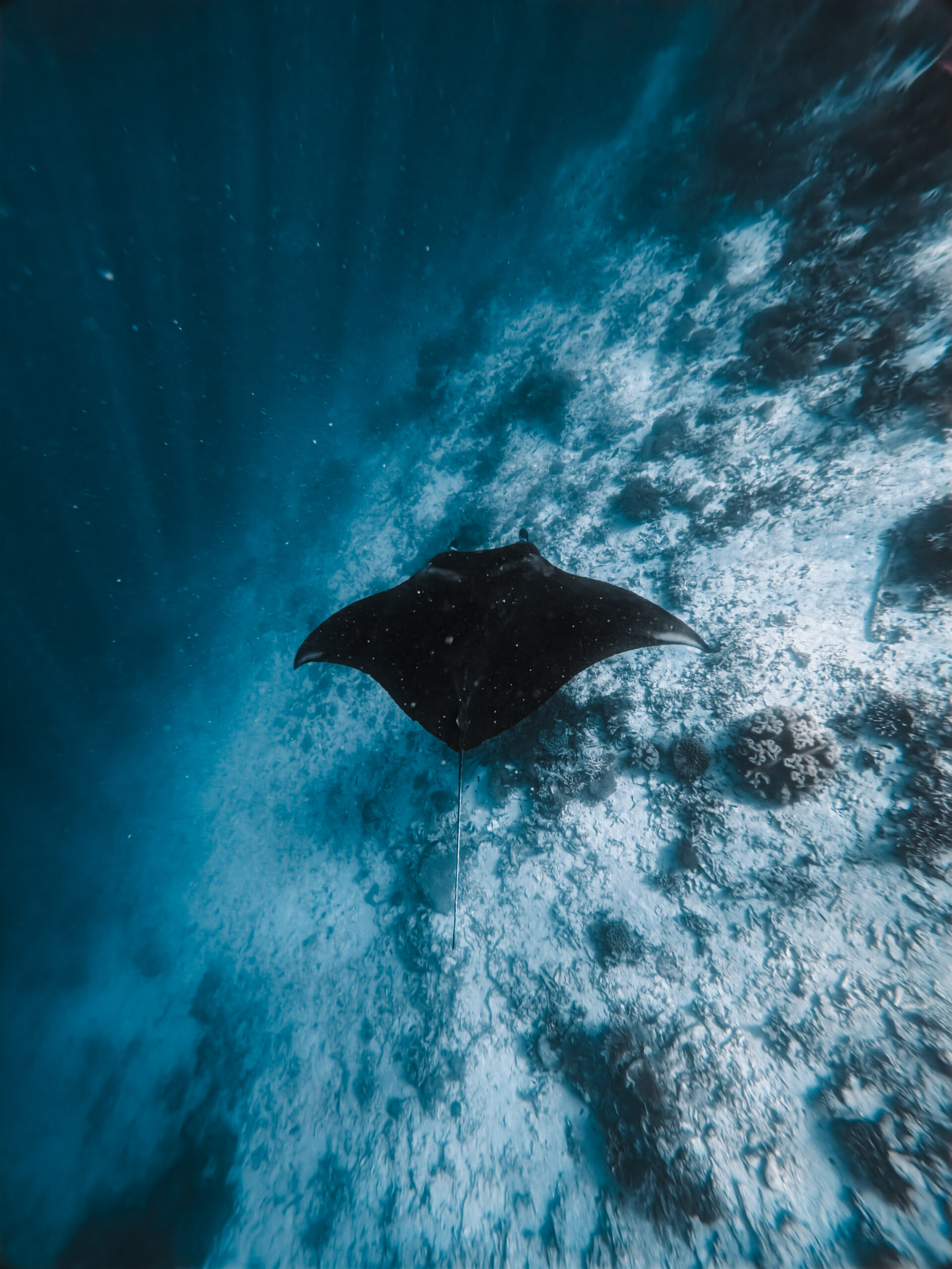 snorkelen met manta's in Raja Ampat