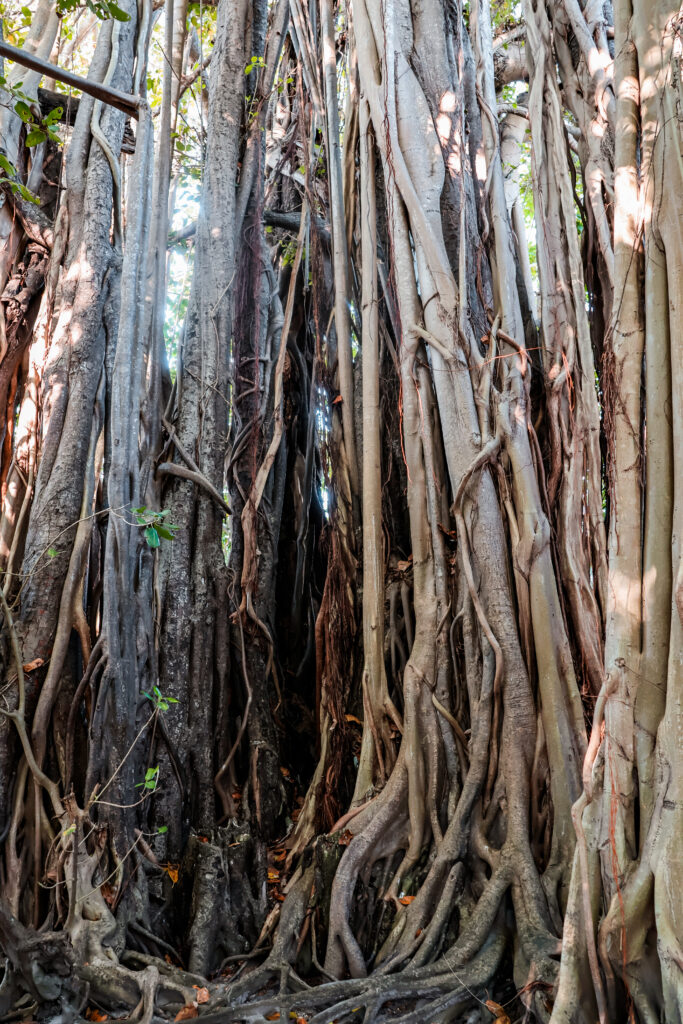 oudste boom van Dhangethi