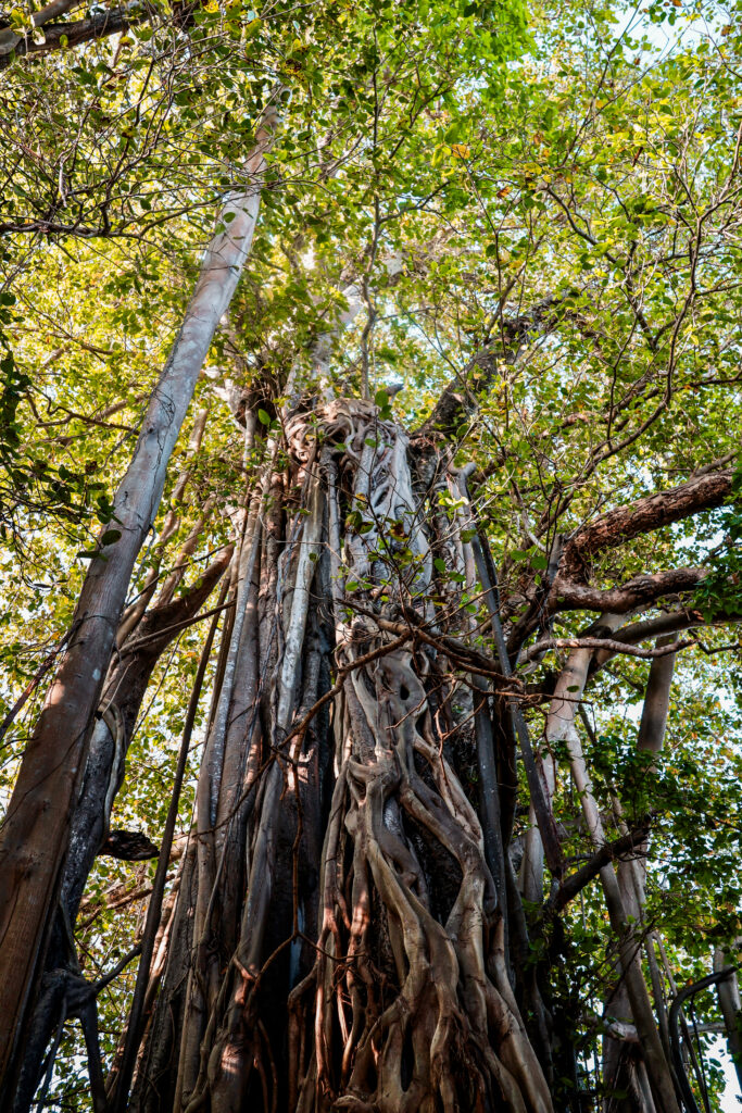 oudste boom van Dhangethi