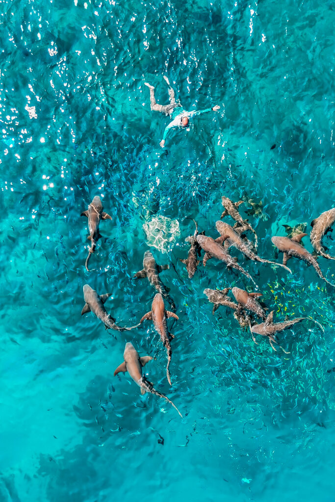 Mahibadhoo Nurse Shark Point