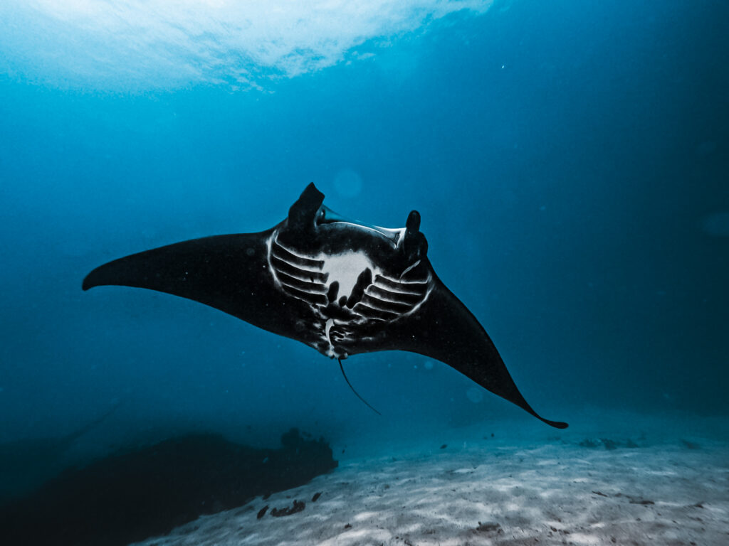 Duiken in Gam, Raja Ampat