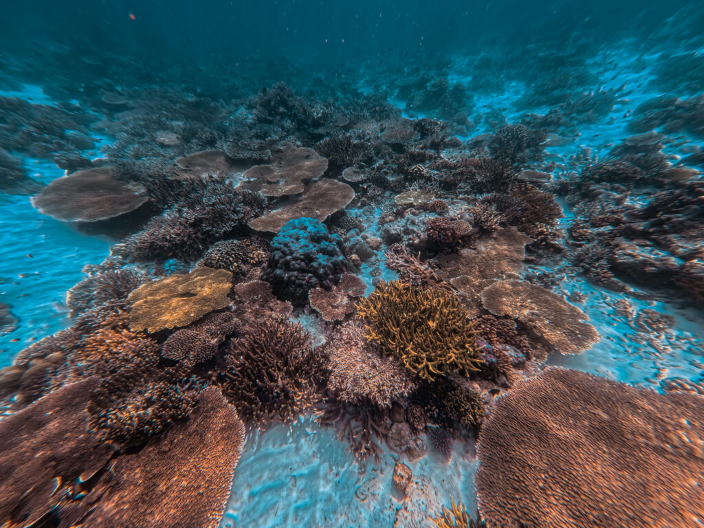 snorkelen, Raja Ampat