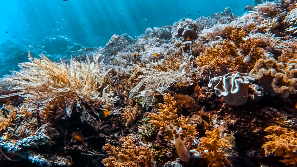 Duiken in Raja Ampat