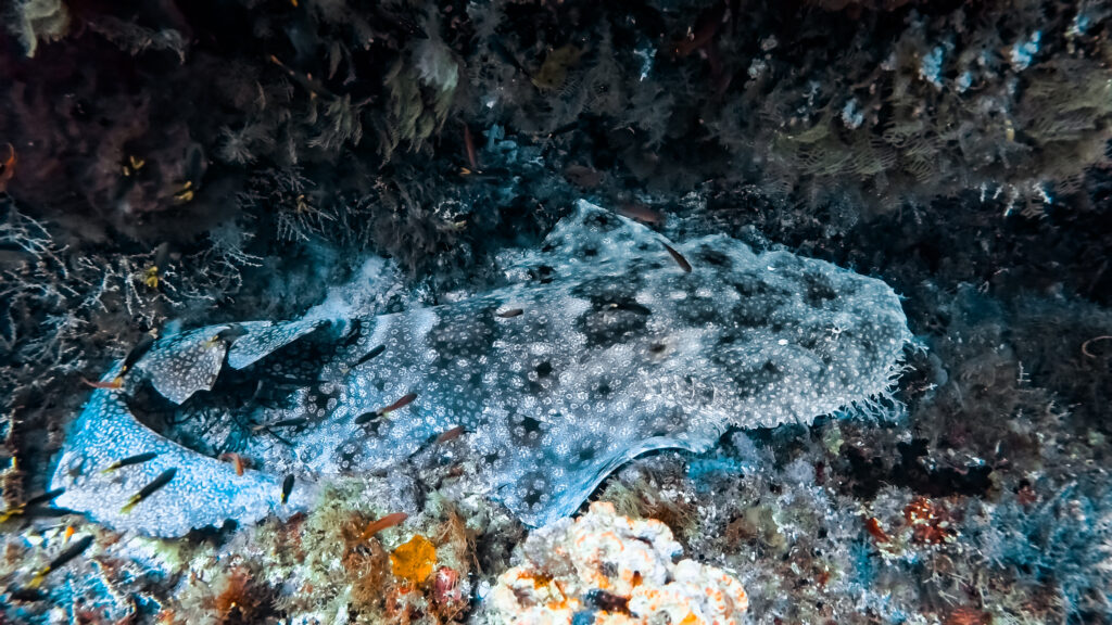 Duiken in Gam Raja Ampat
