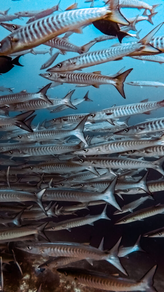 Duiken in Gam, Raja Ampat