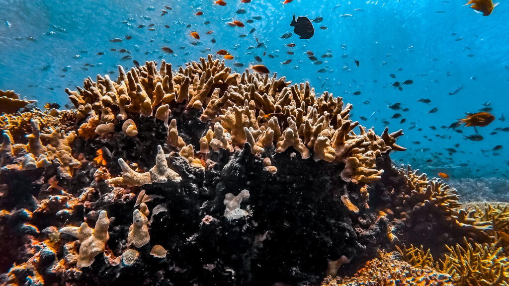Duiken in Raja Ampat