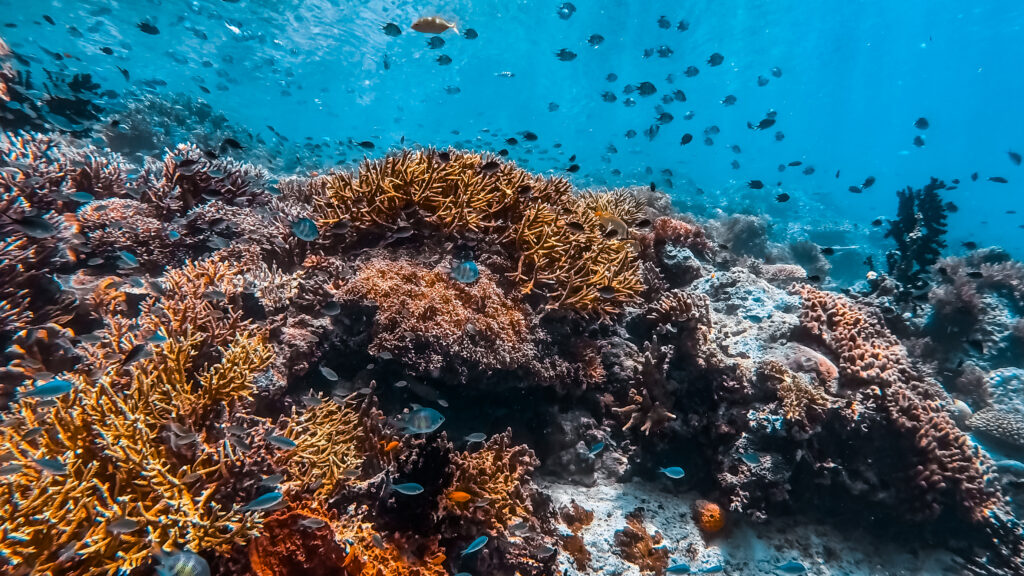 snorkelen in Gam, Raja Ampat